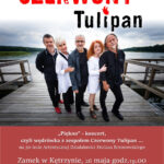 czerwony_tulipan_2023